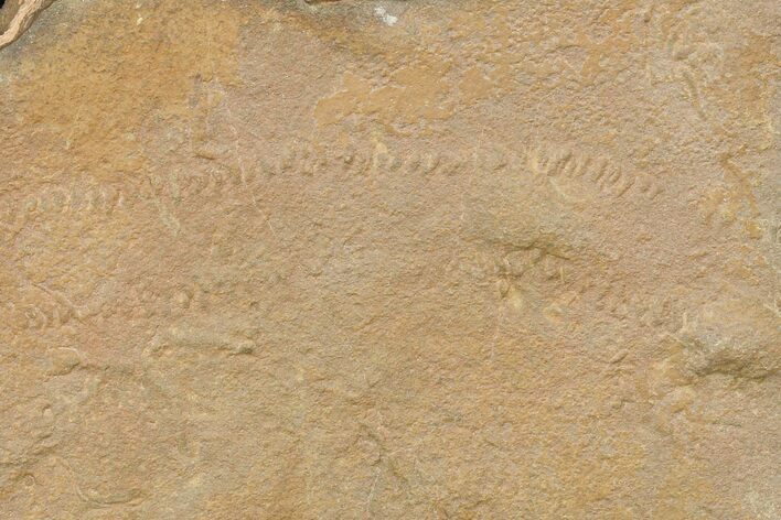 Long Cruziana (Fossil Trilobite Trackway) - Morocco #118318